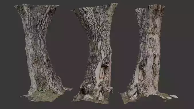 Realistic Tree Trunk  3D Scanned Model Low-poly 3D model