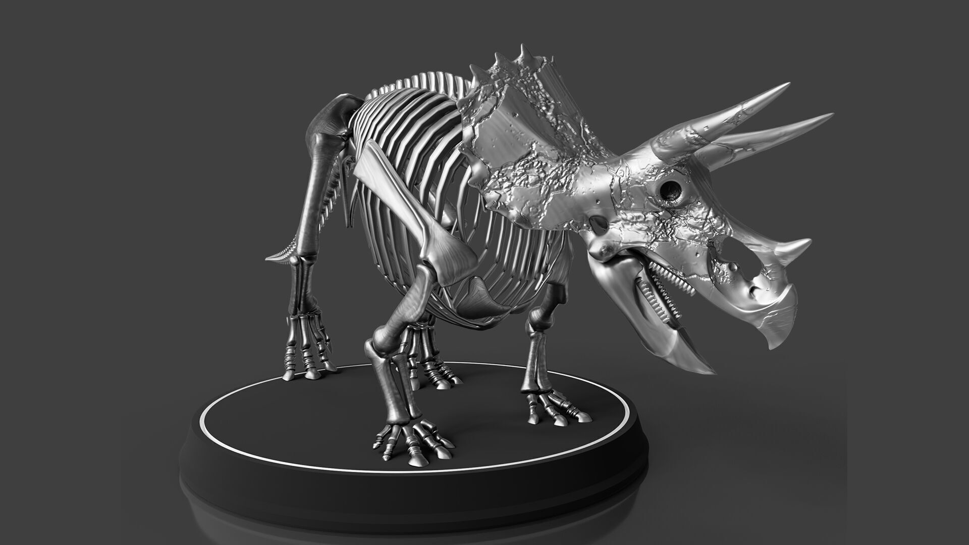 Silver Triceratops Skeleton for Visualization 3D model_5