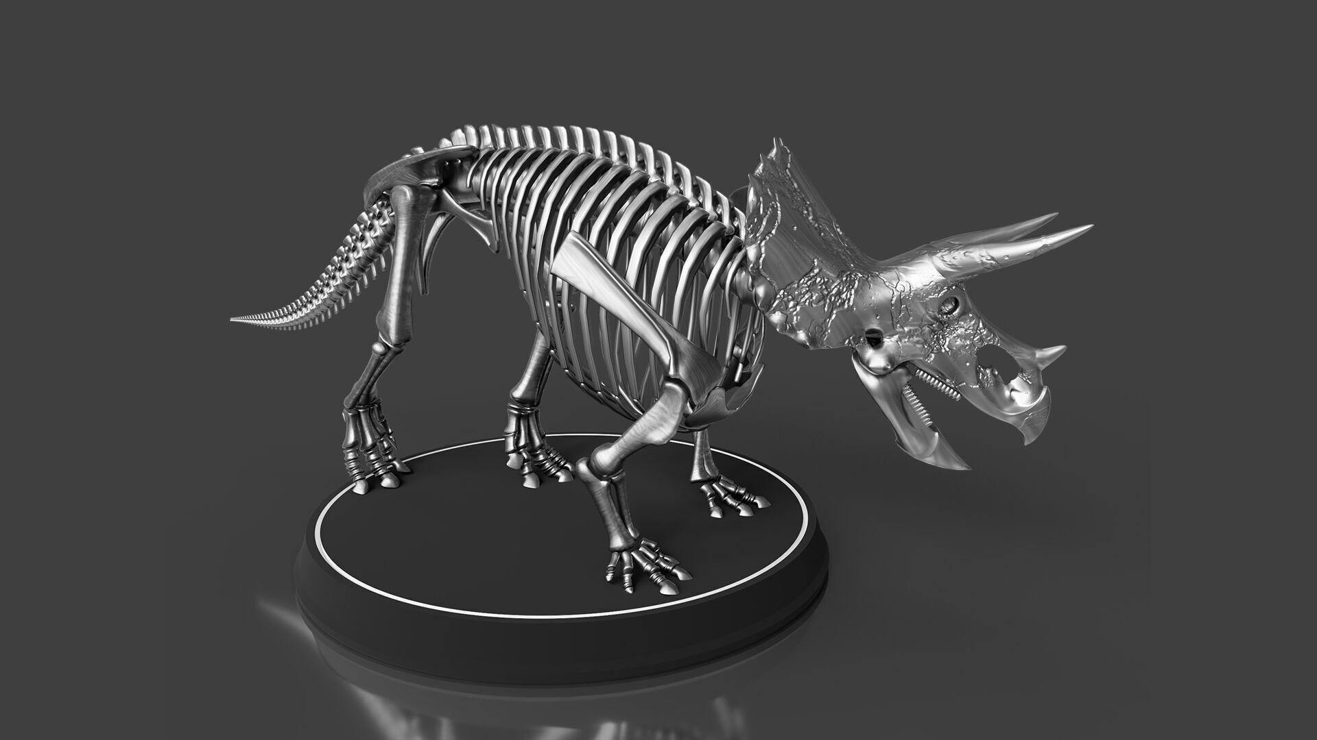 Silver Triceratops Skeleton for Visualization 3D model_4