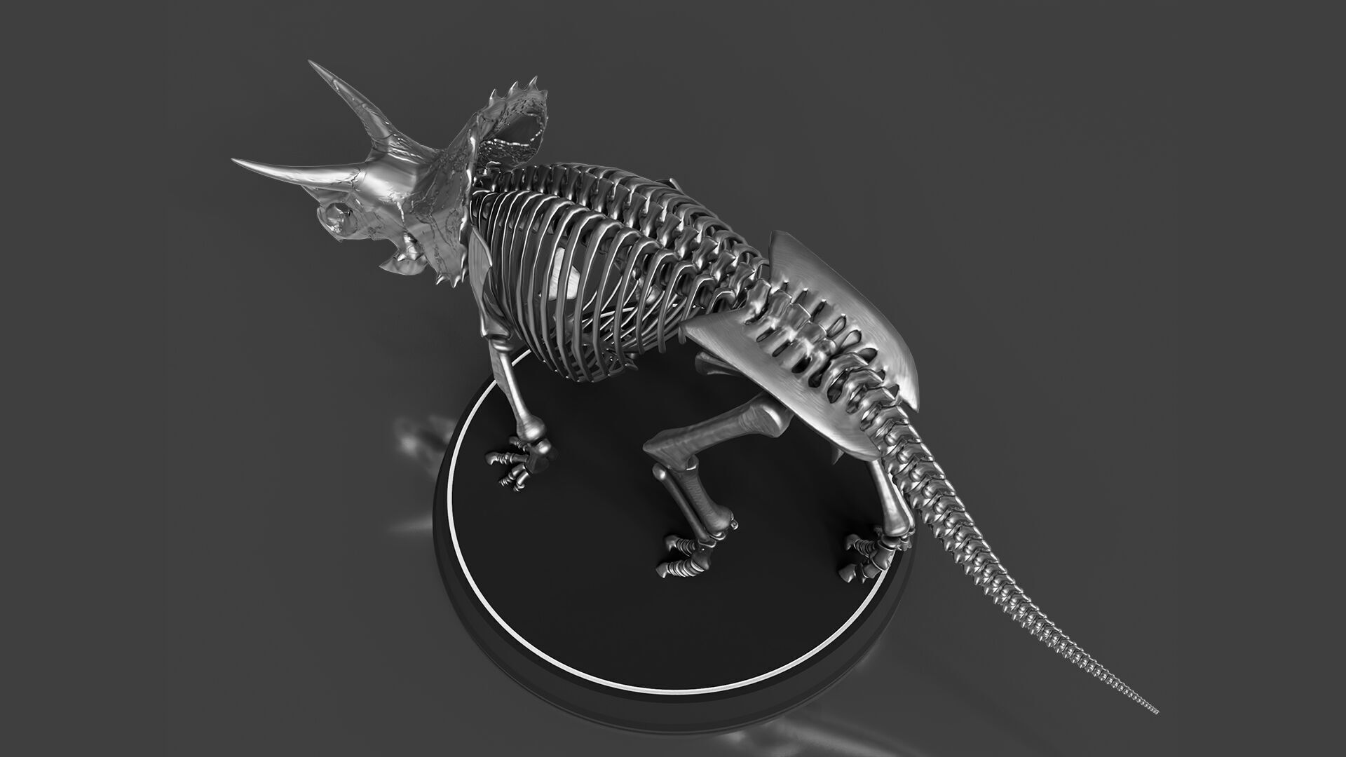 Silver Triceratops Skeleton for Visualization 3D model_2