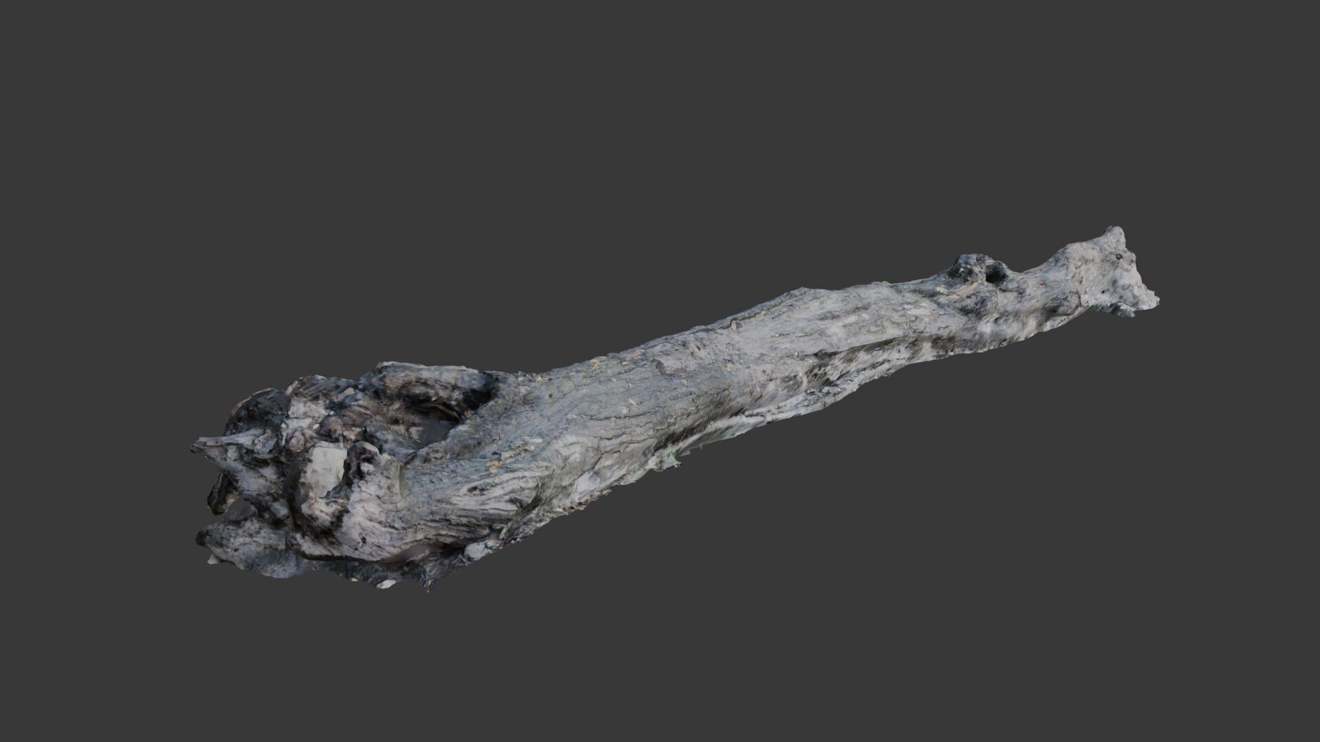 Decayed Tree Trunk  3D Scanned Model Low-poly 3D model_5