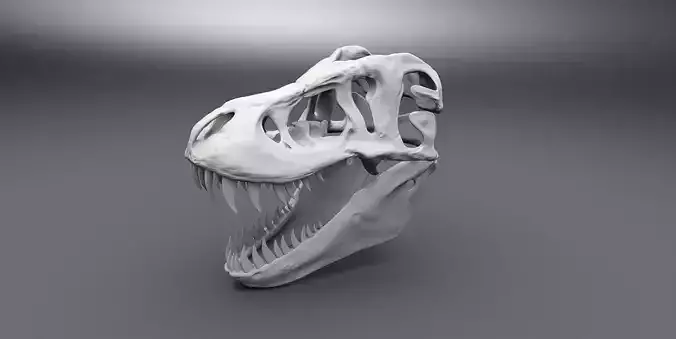 T-rex Skull scale model 