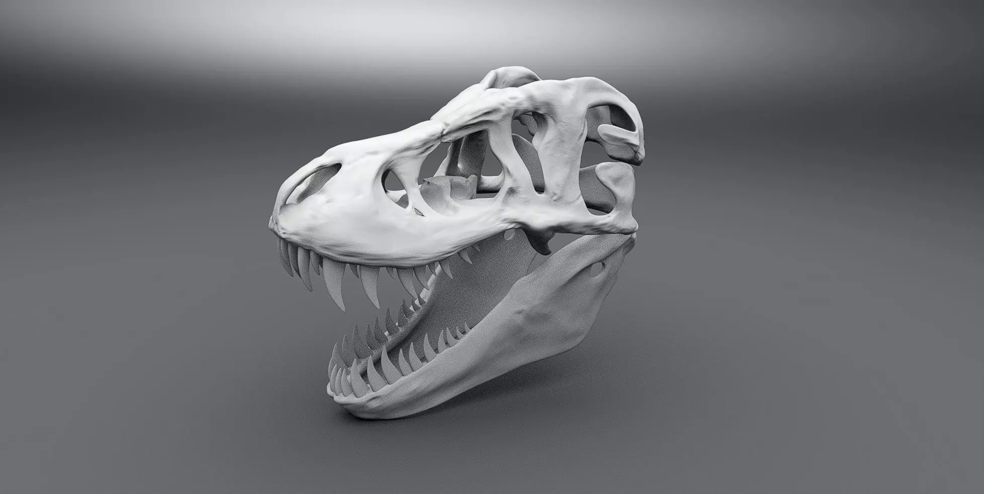 T-rex Skull scale model  3D print model_0