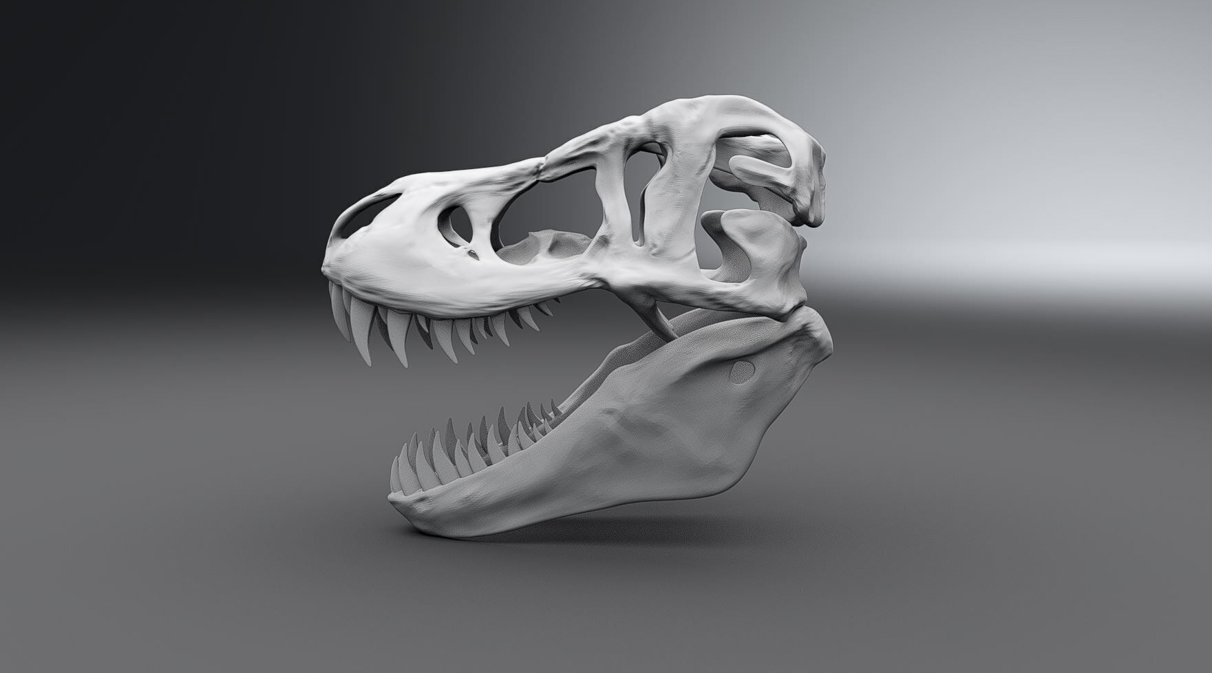 T-rex Skull scale model  3D print model_1