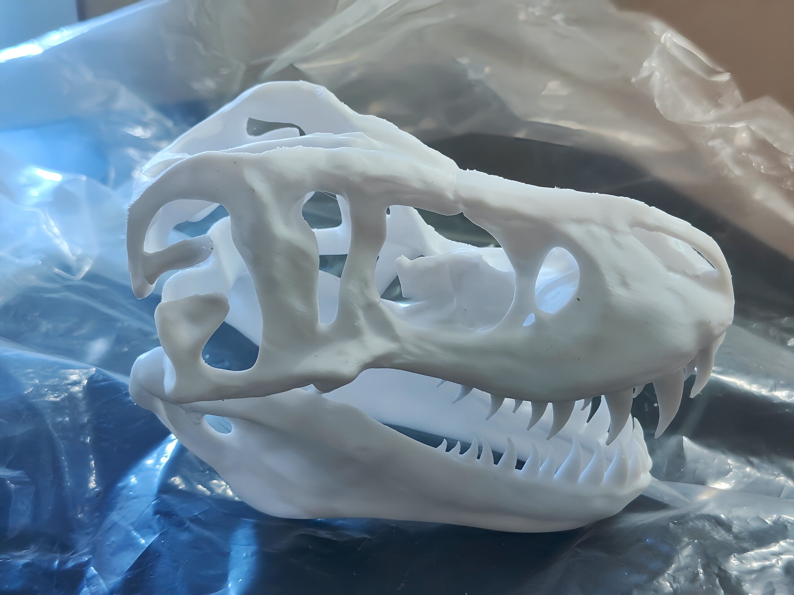 T-rex Skull scale model  3D print model_6