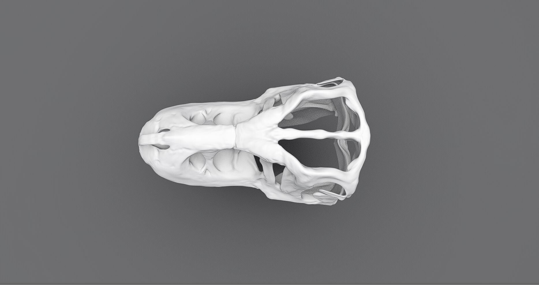 T-rex Skull scale model  3D print model_3