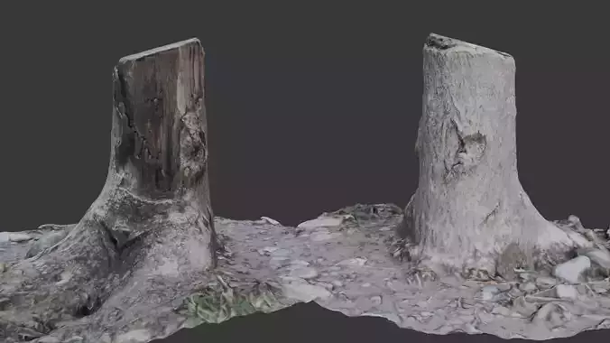 Tree Stump  3D Scanned Model