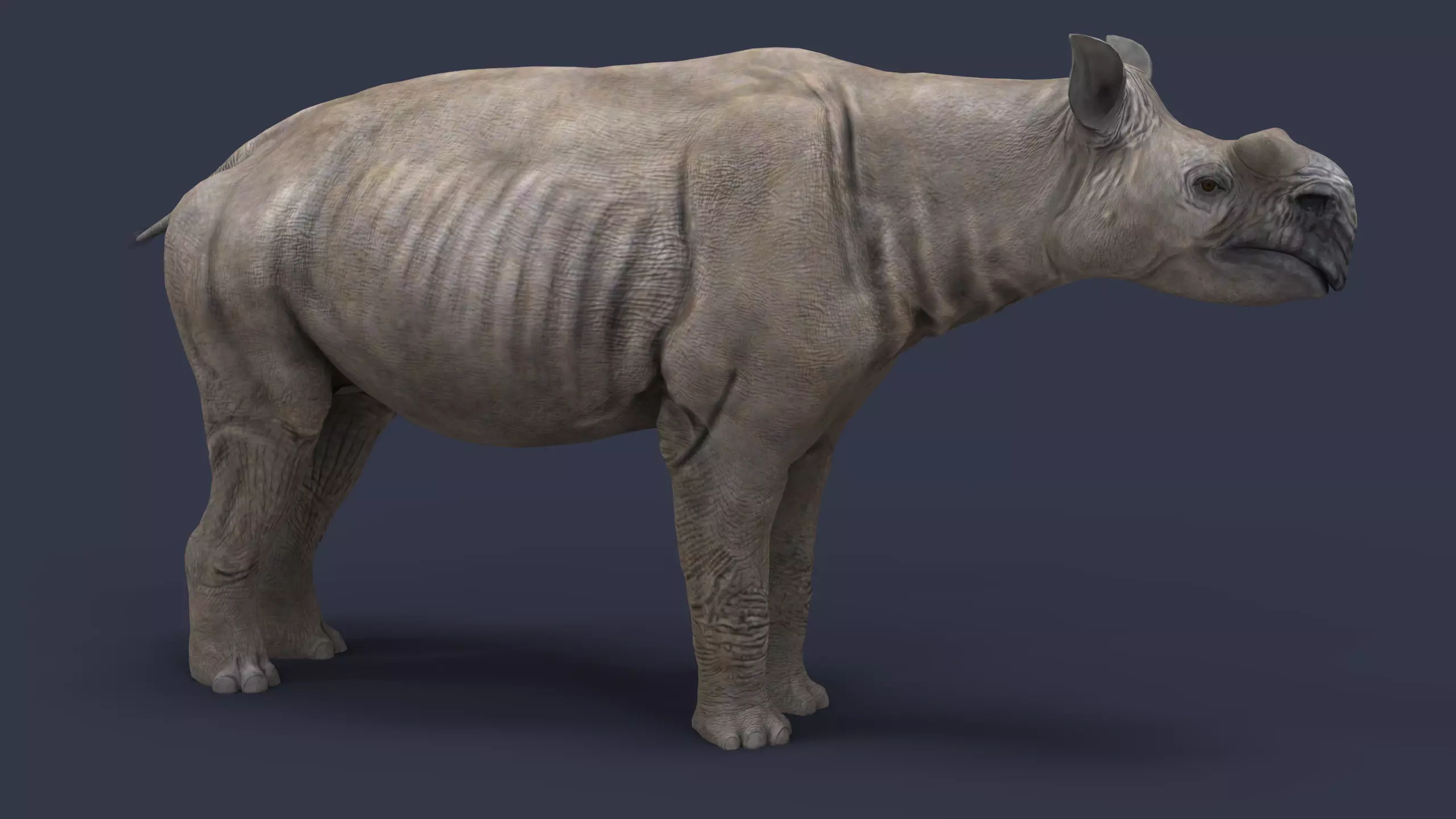 Diplacodon elatus 3D model