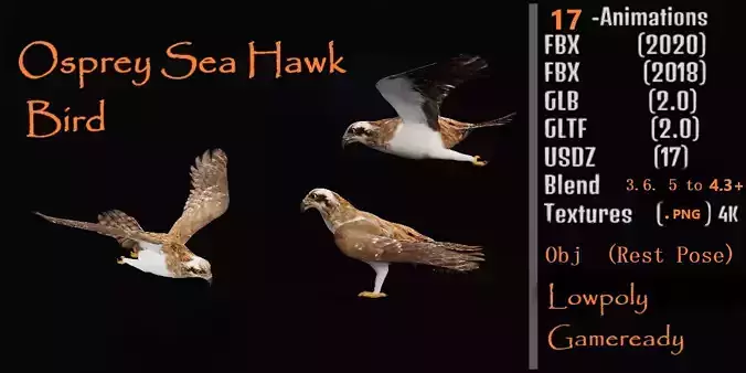 Osprey Sea Hawk Bird