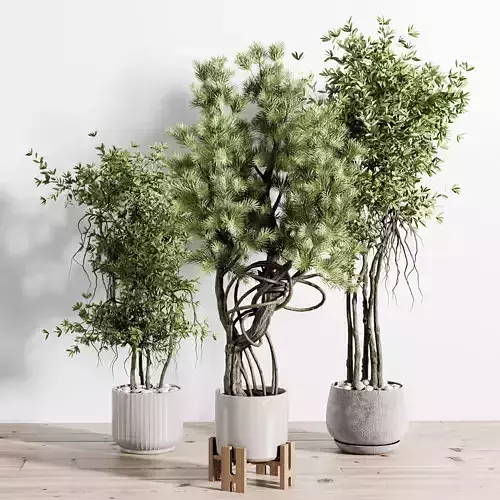 indoor plant 509