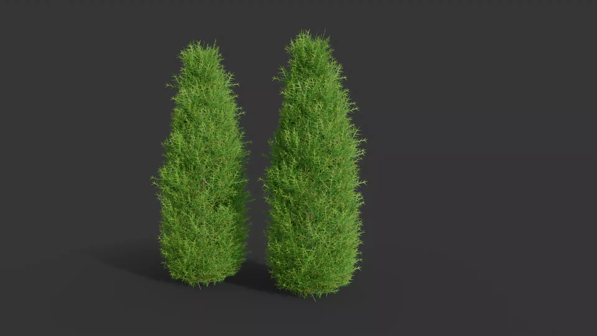 cypress shrub 3D model_0