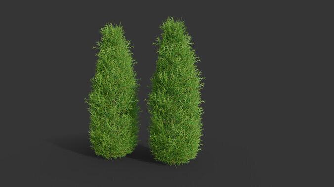 cypress shrub 3D model