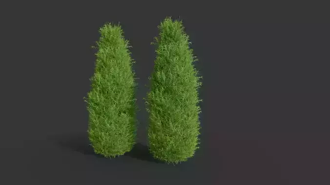 cypress shrub