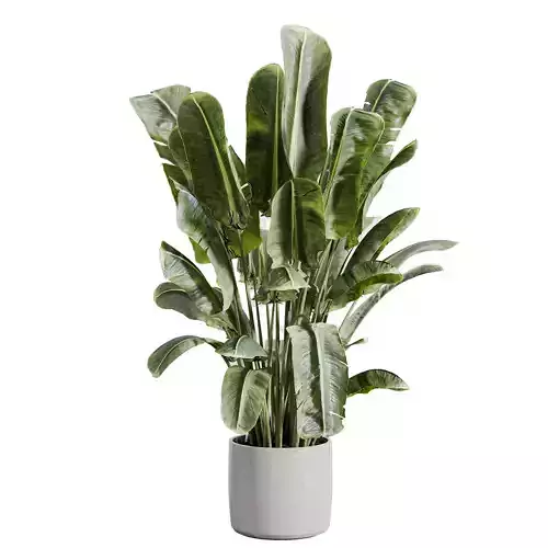 indoor plant 512