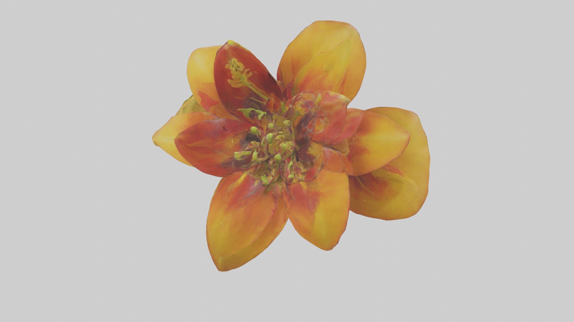 Gloriosa flower model Low-poly 3D model_15