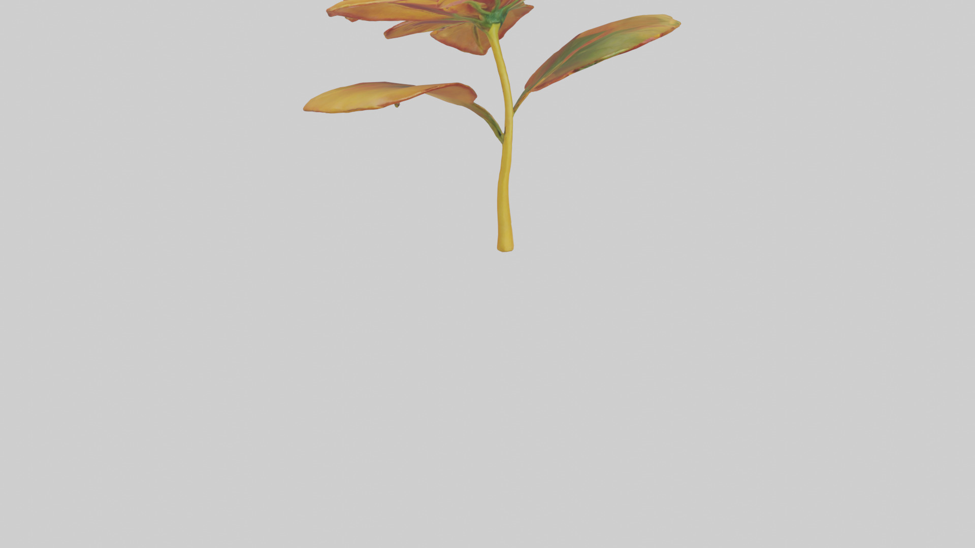 Gloriosa flower model Low-poly 3D model_6
