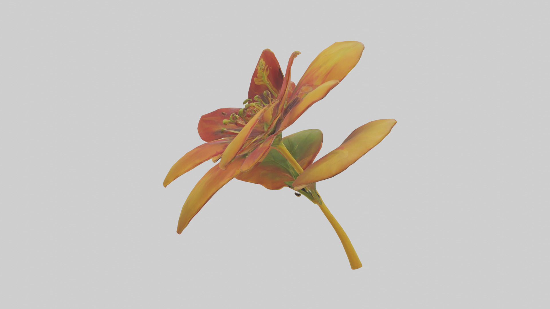 Gloriosa flower model Low-poly 3D model_2