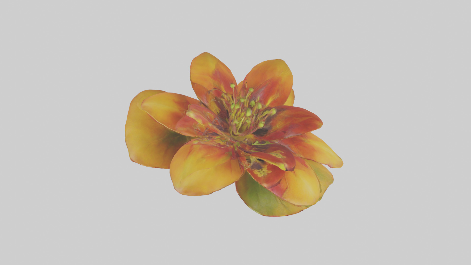 Gloriosa flower model Low-poly 3D model_14