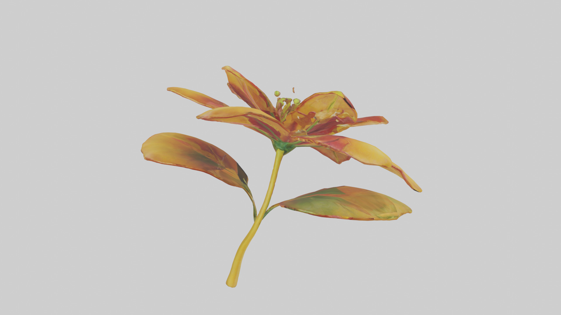 Gloriosa flower model Low-poly 3D model_16