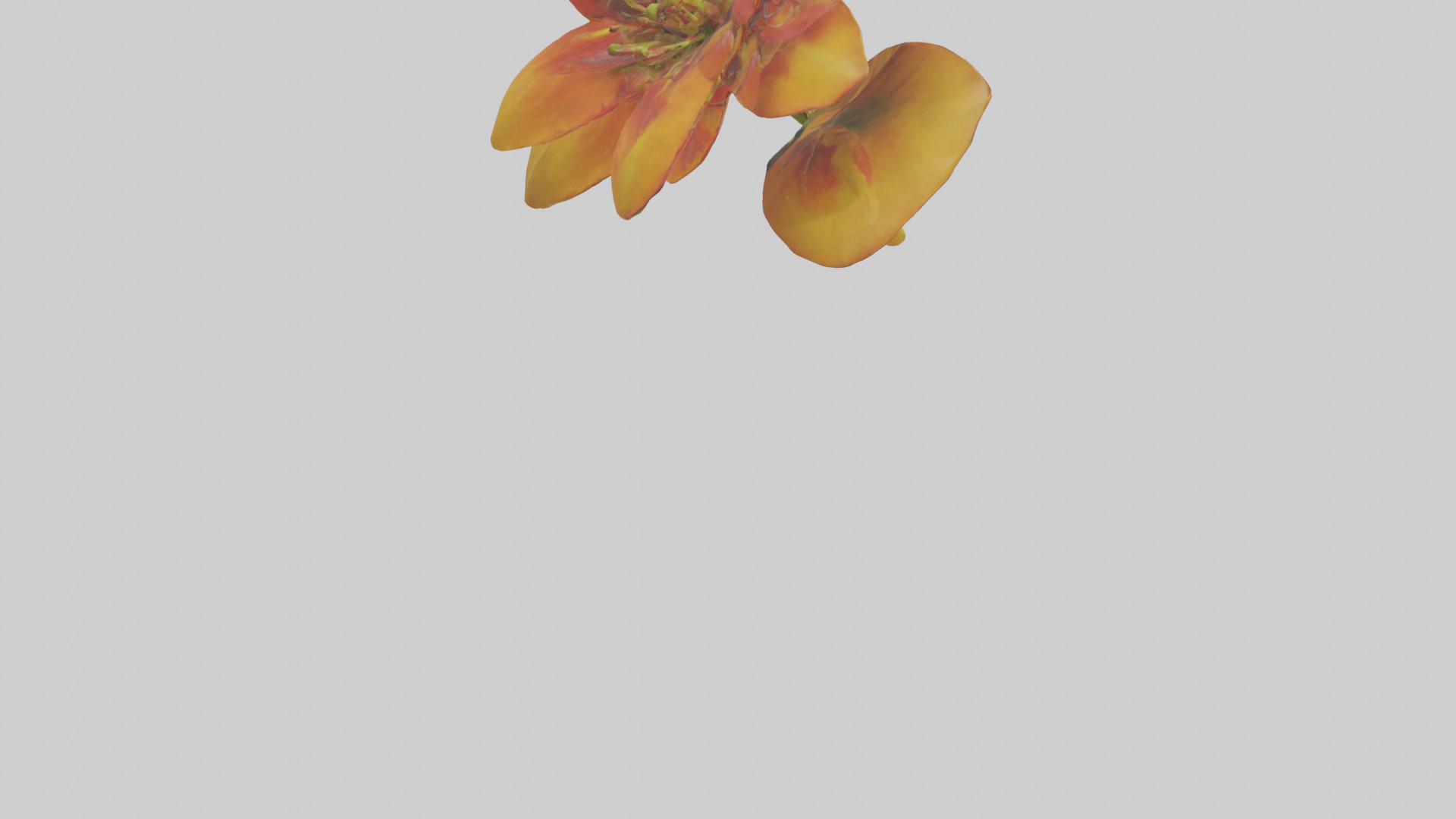 Gloriosa flower model Low-poly 3D model_4