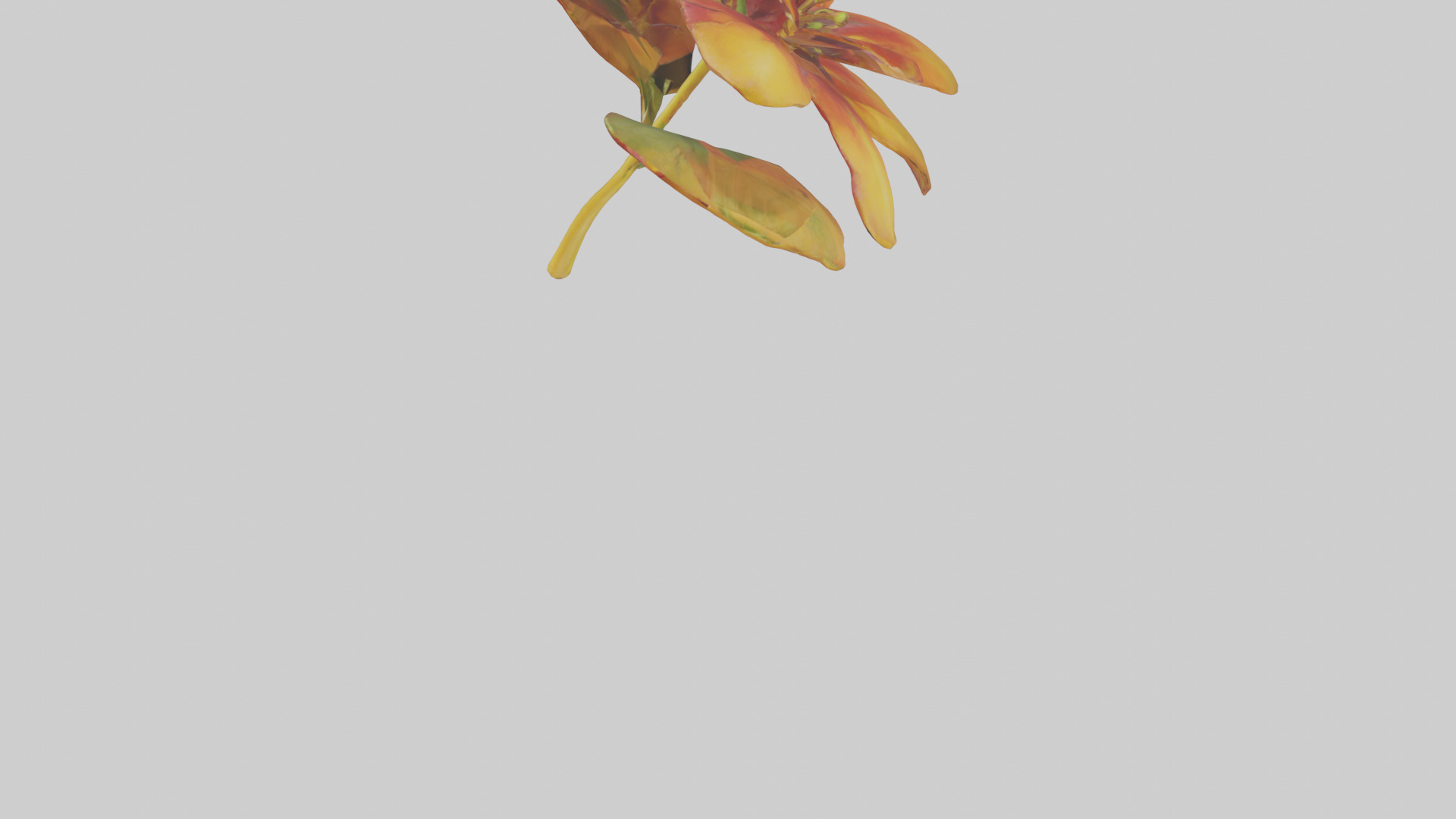 Gloriosa flower model Low-poly 3D model_5