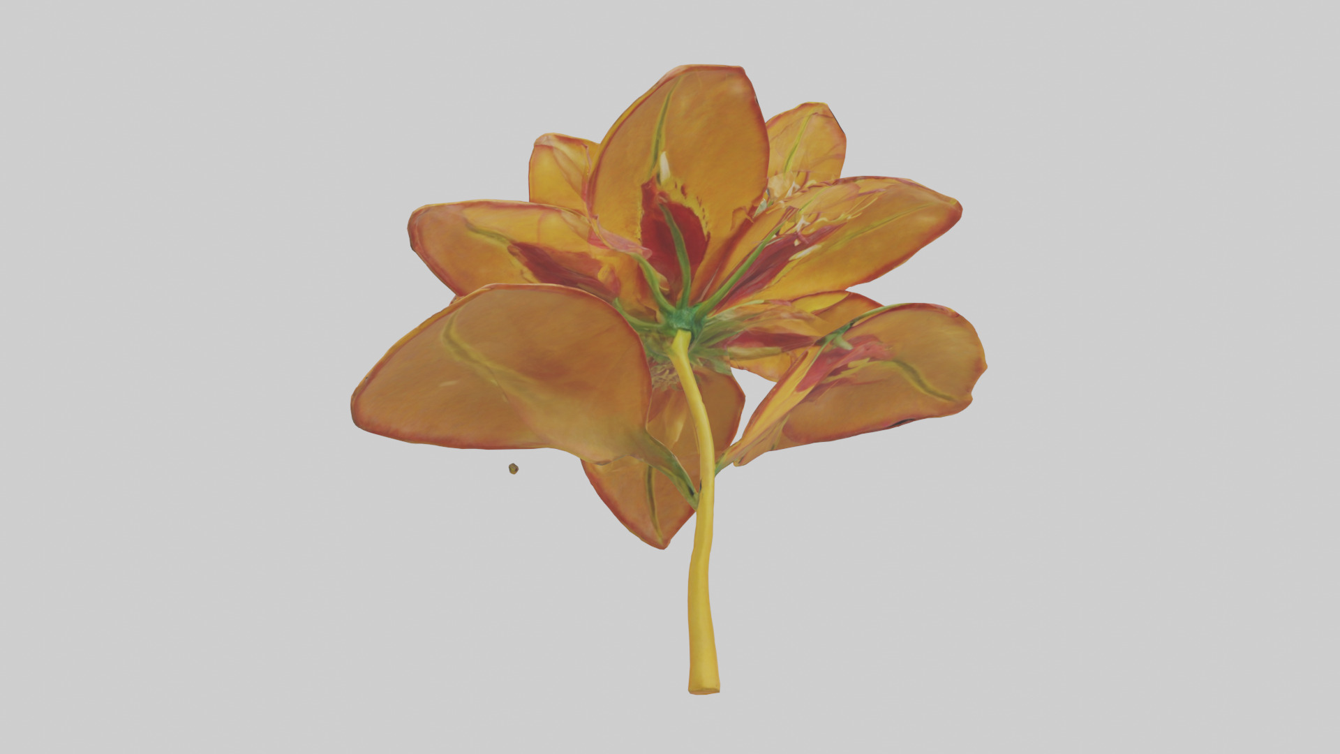 Gloriosa flower model Low-poly 3D model_7