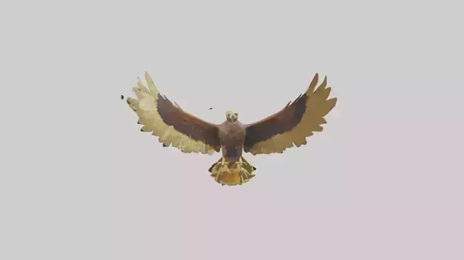 Golden Eagle Wings Model