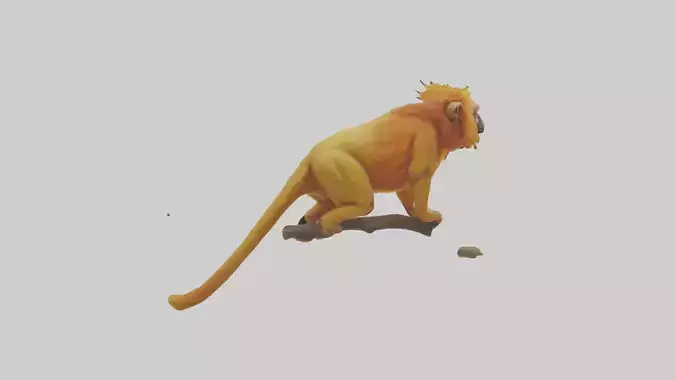 Golden Lion Tamarin holding branch model Low-poly 3D model