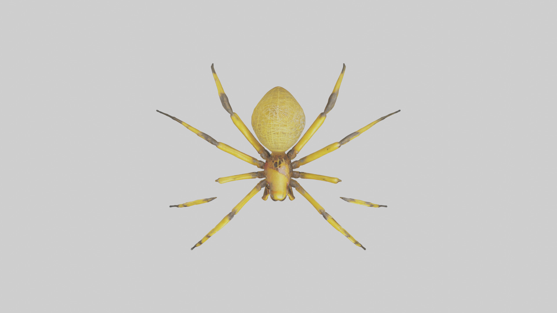 Golden OrbWeaver weaving web model Low-poly 3D model_14