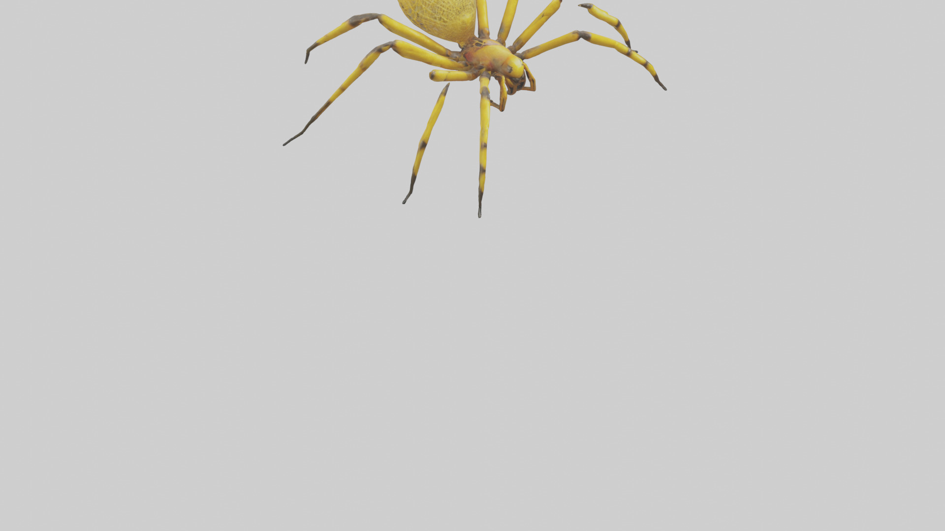 Golden OrbWeaver weaving web model Low-poly 3D model_6