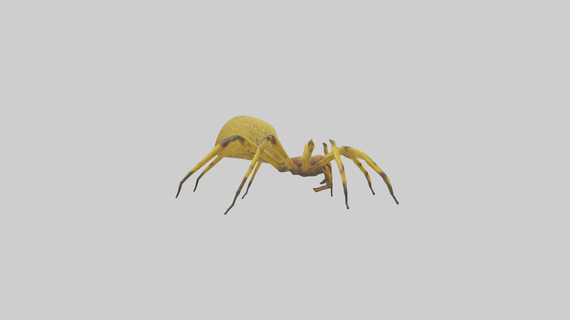 Golden OrbWeaver weaving web model Low-poly 3D model_13