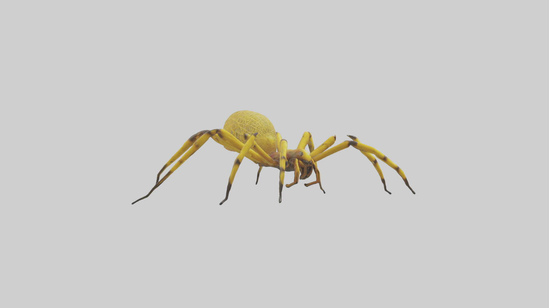 Golden OrbWeaver weaving web model Low-poly 3D model_11