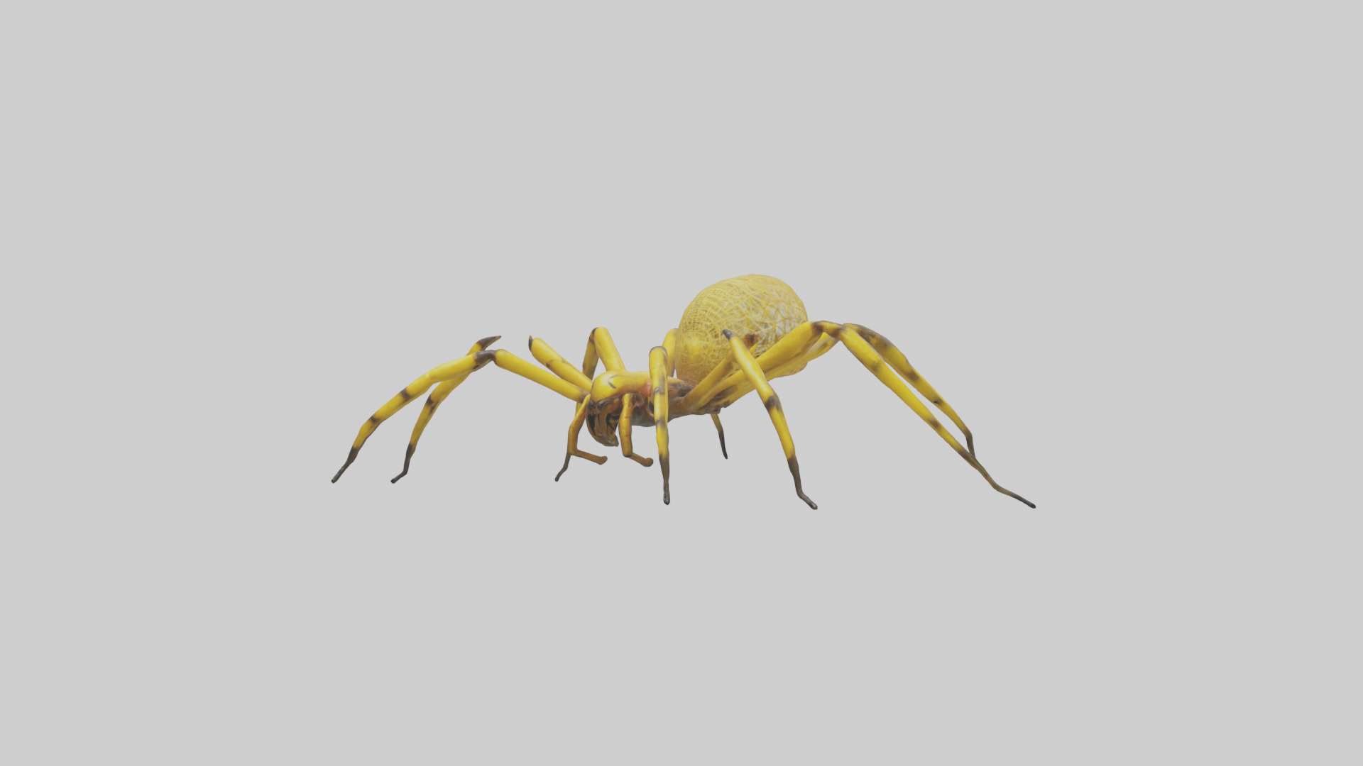 Golden OrbWeaver weaving web model Low-poly 3D model_10