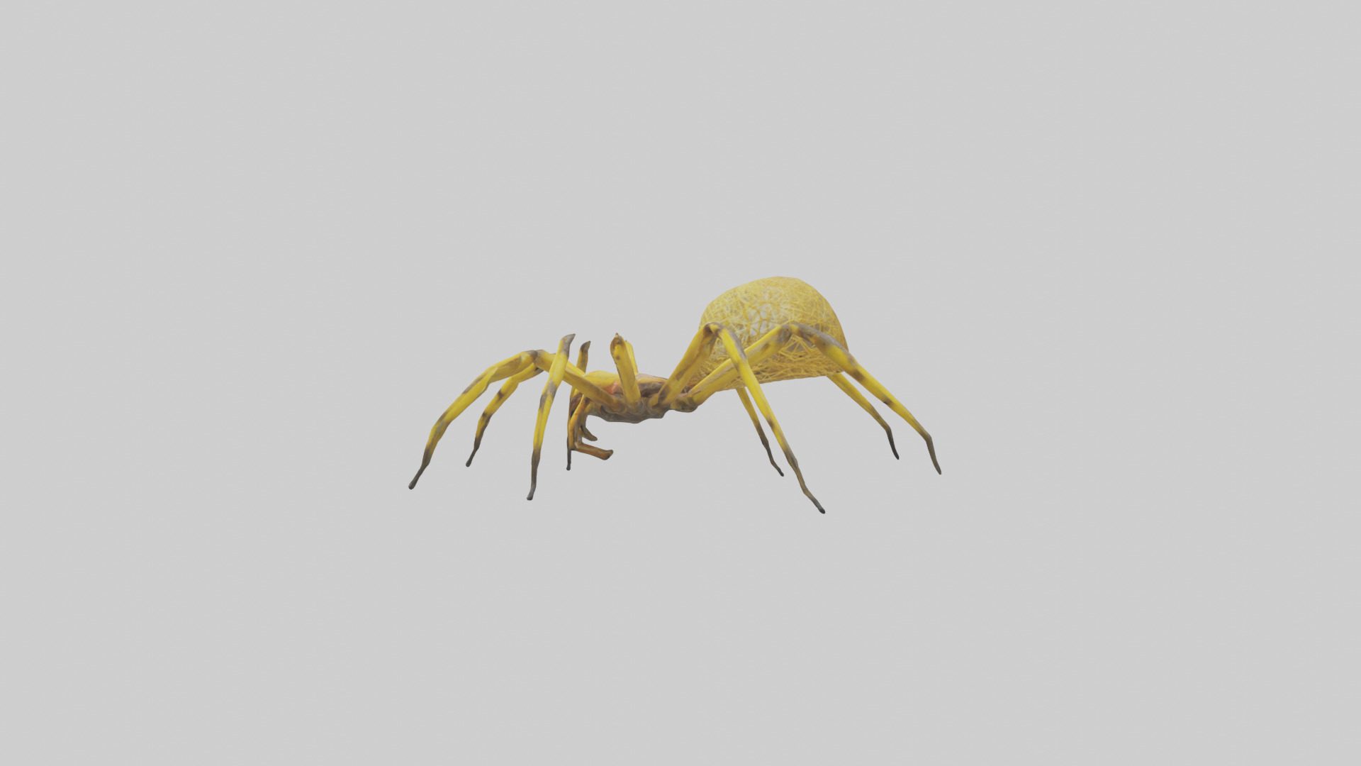 Golden OrbWeaver weaving web model Low-poly 3D model_12