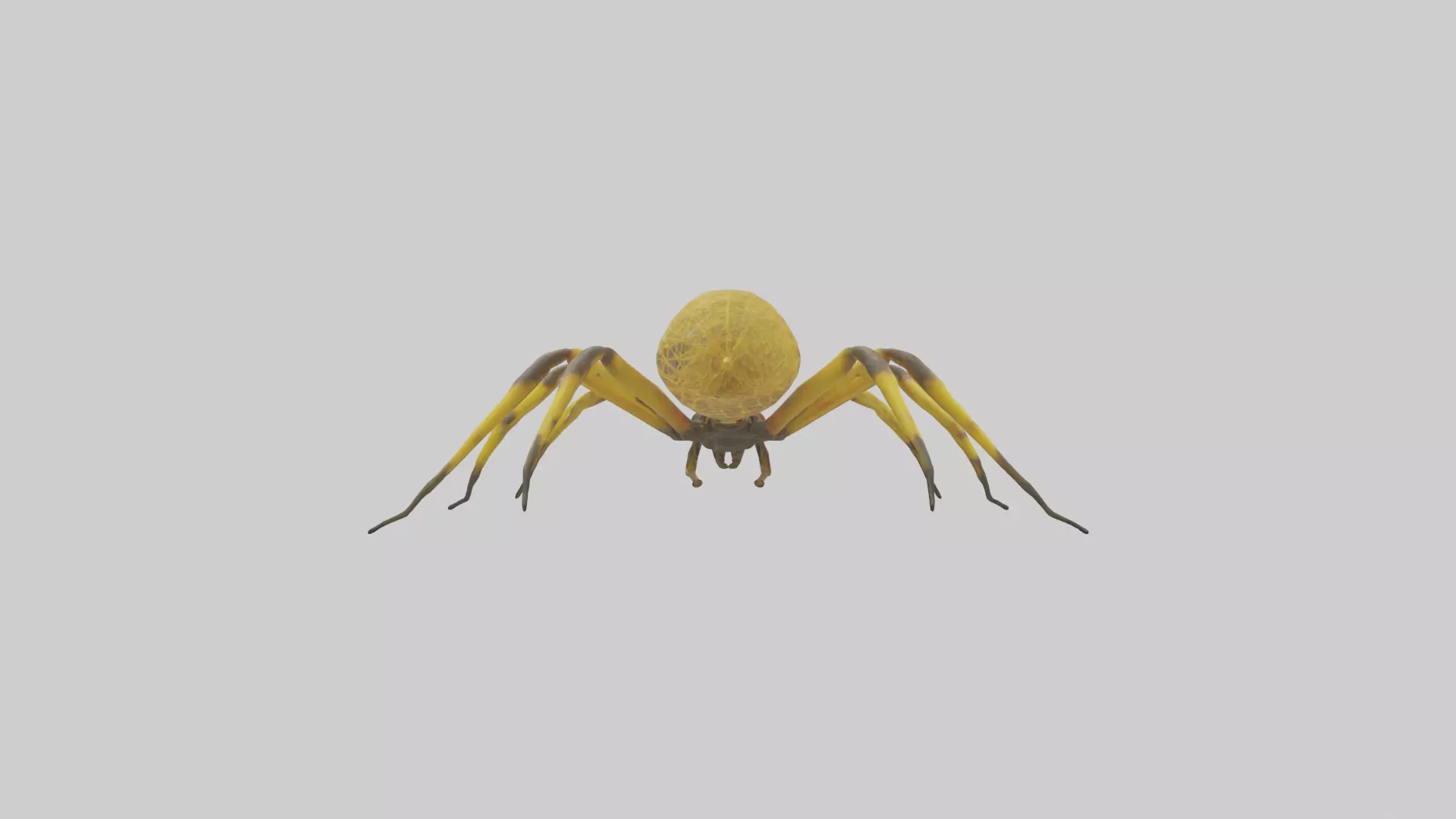 Golden OrbWeaver weaving web model Low-poly 3D model_0