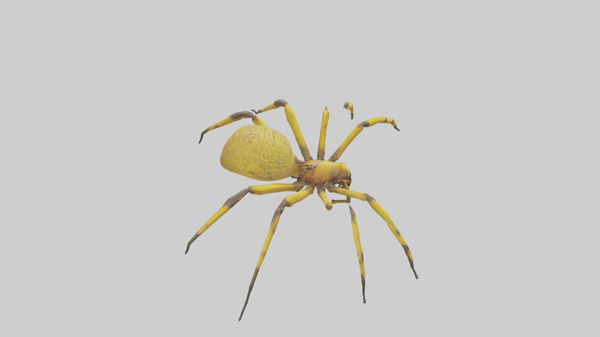 Golden OrbWeaver weaving web model Low-poly 3D model_18