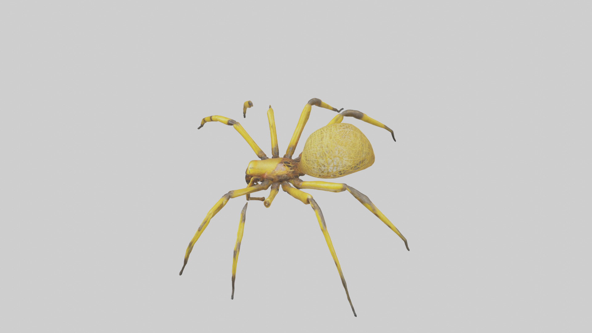 Golden OrbWeaver weaving web model Low-poly 3D model_17
