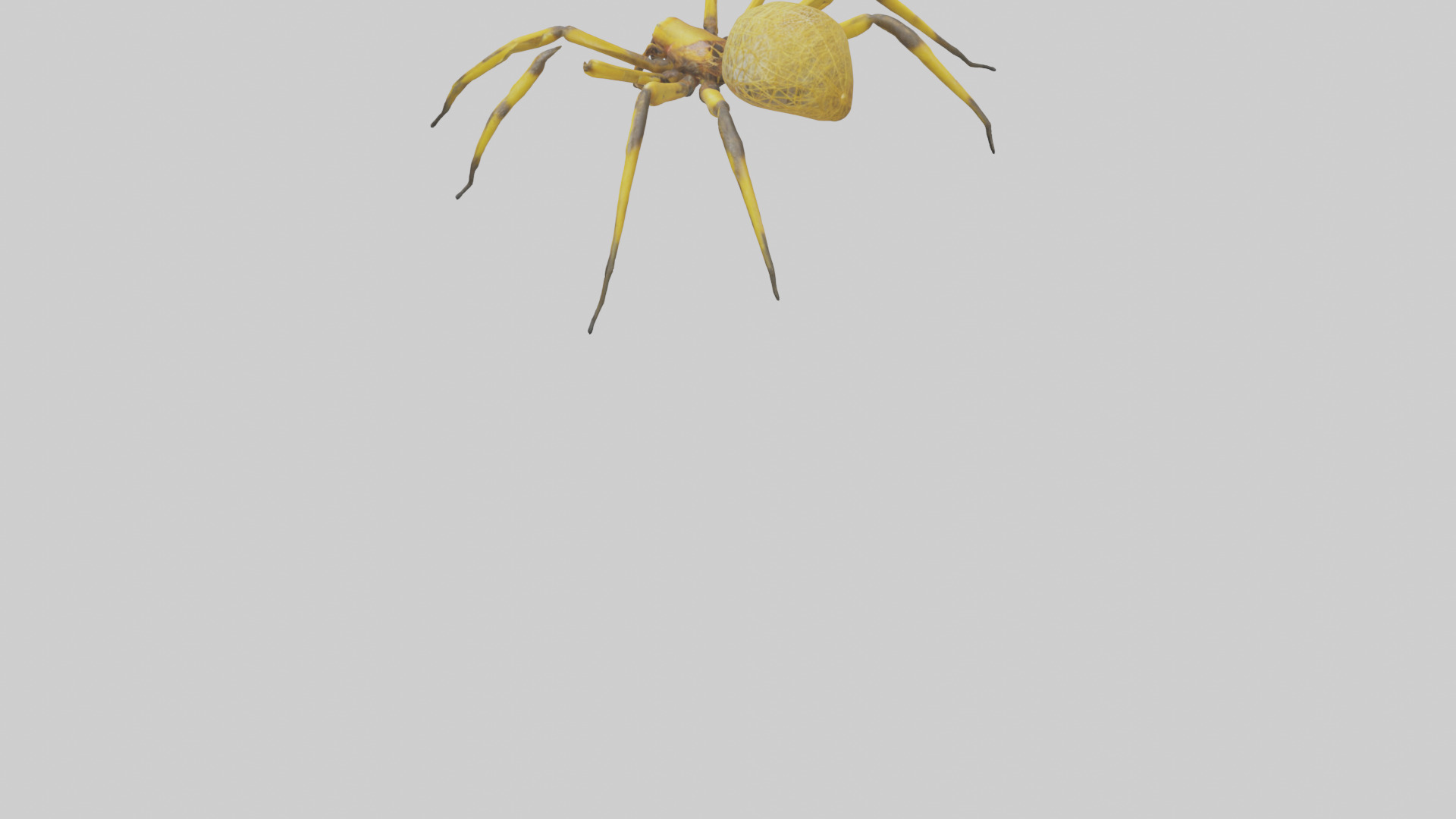 Golden OrbWeaver weaving web model Low-poly 3D model_3