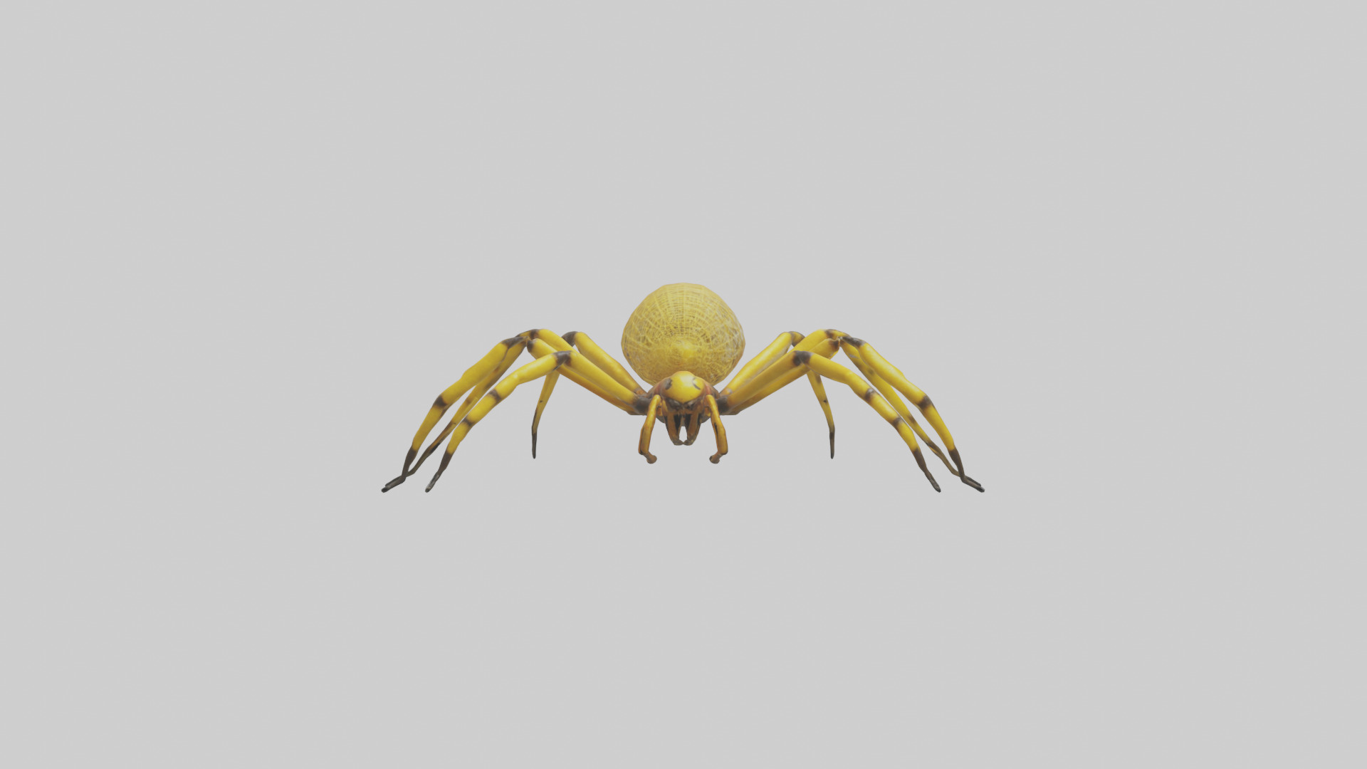 Golden OrbWeaver weaving web model Low-poly 3D model_9