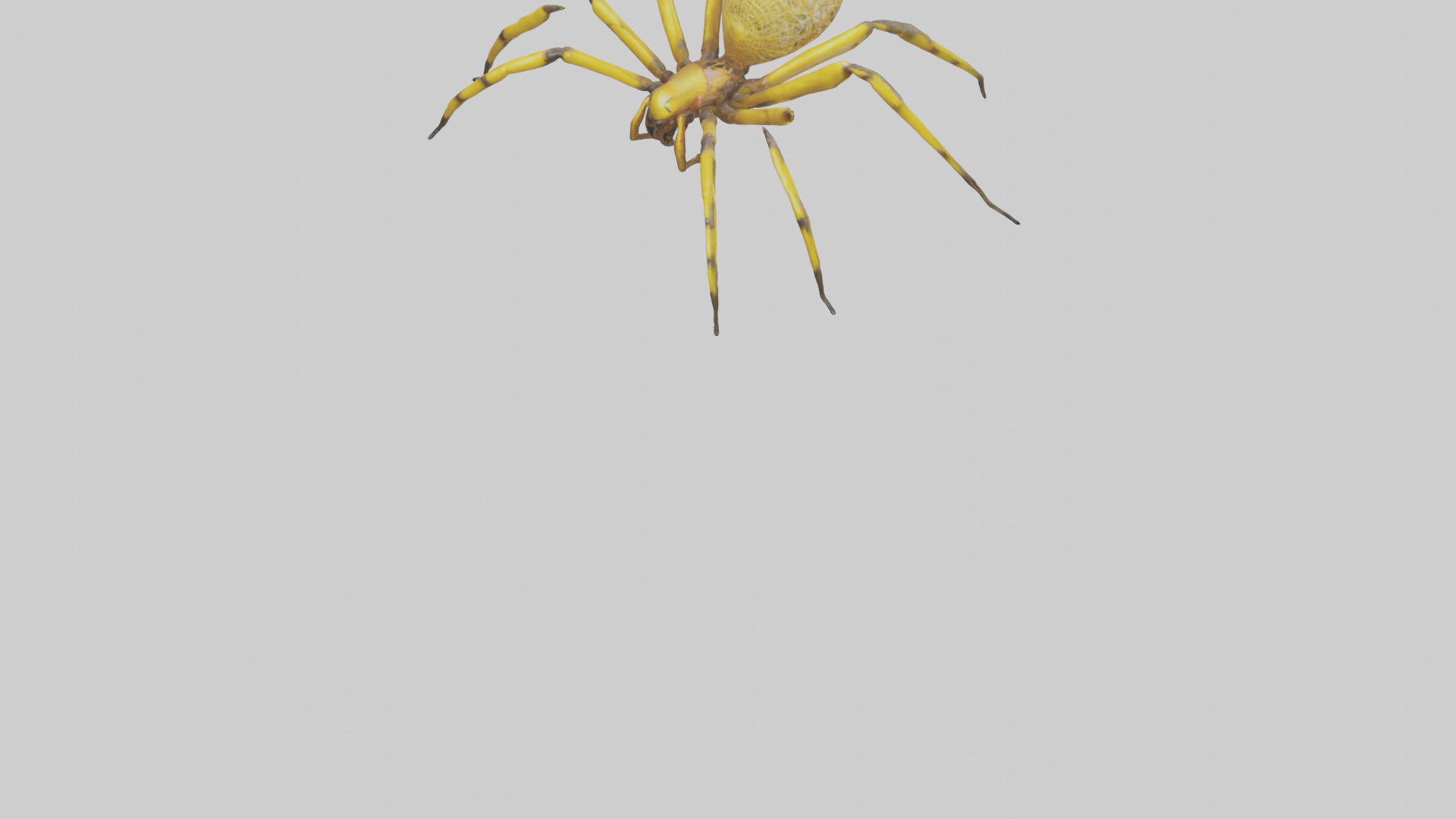 Golden OrbWeaver weaving web model Low-poly 3D model_5