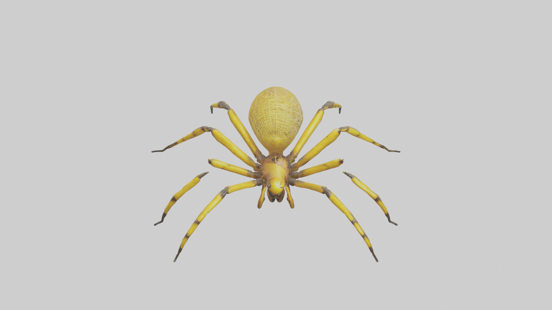 Golden OrbWeaver weaving web model Low-poly 3D model_16
