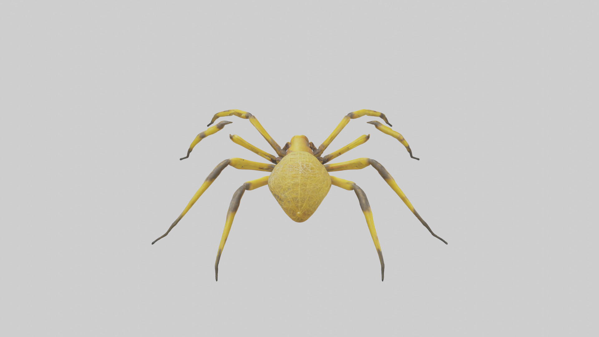 Golden OrbWeaver weaving web model Low-poly 3D model_15