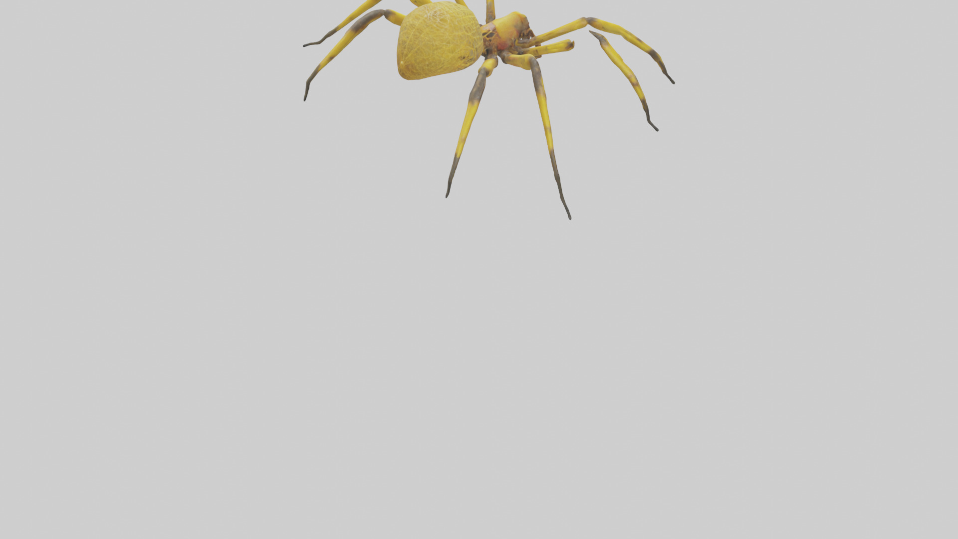 Golden OrbWeaver weaving web model Low-poly 3D model_4