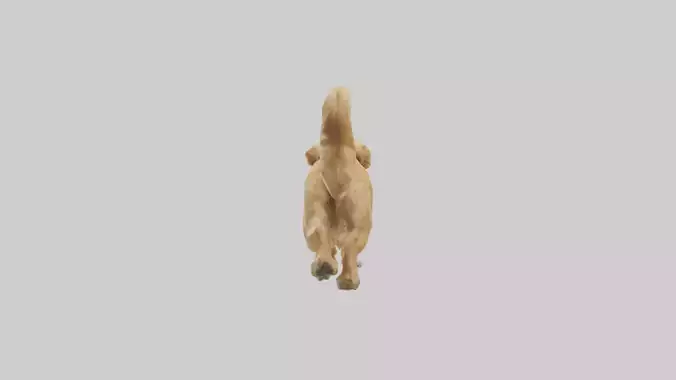 Golden Retriever running model Low-poly 3D model