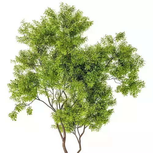 landscape Tree Modern