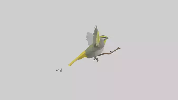 Goldenwinged Warbler singing model Low-poly 3D model