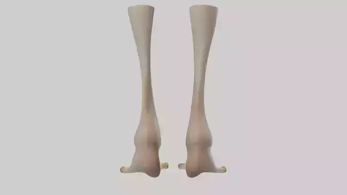 Goose Feet Model