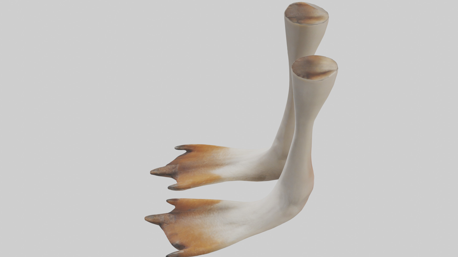 Goose Feet Model Low-poly 3D model_17