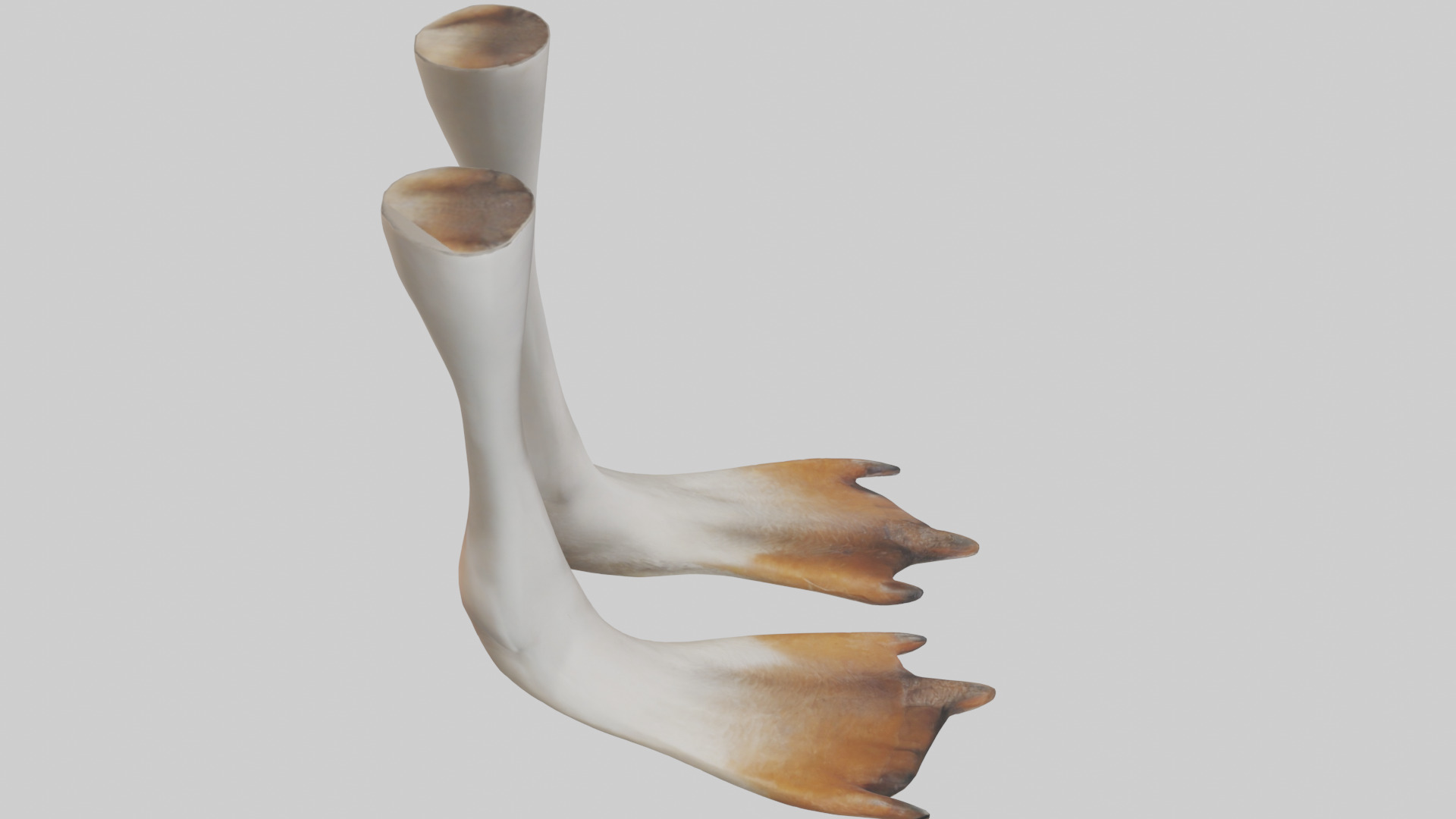 Goose Feet Model Low-poly 3D model_18