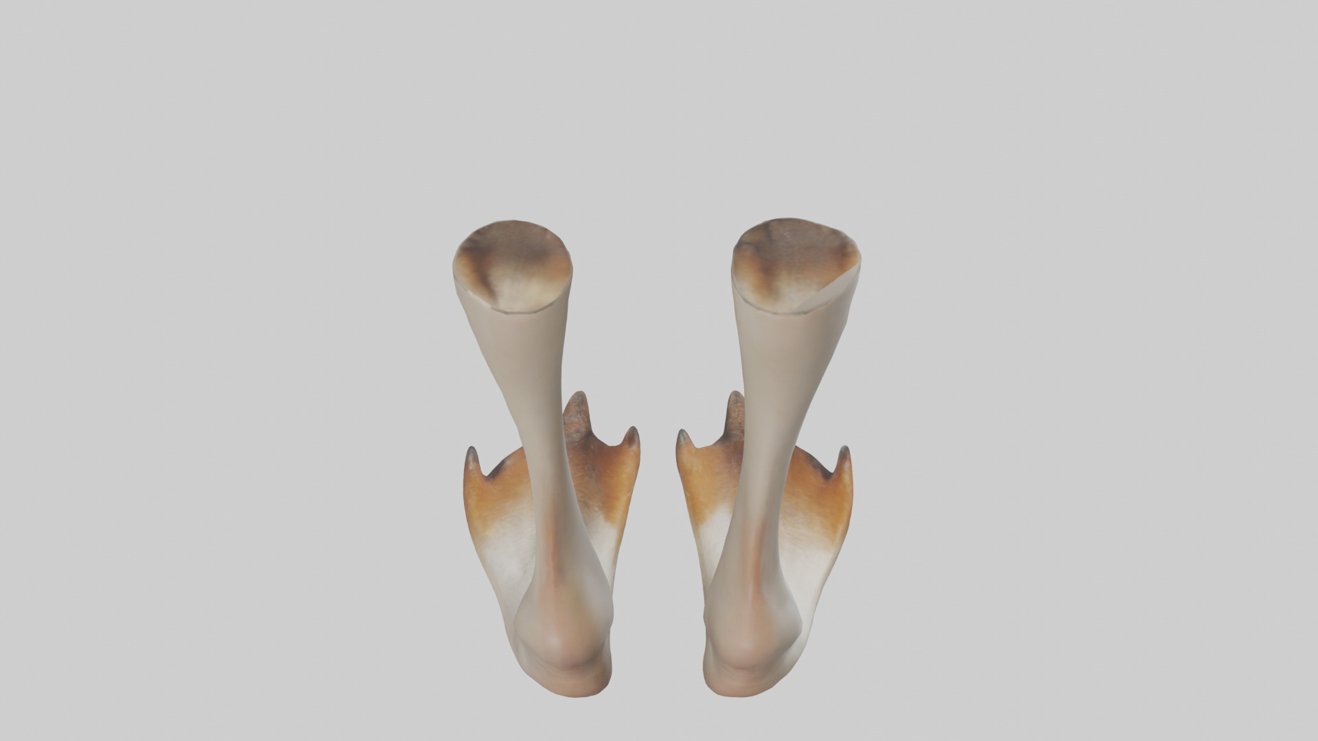 Goose Feet Model Low-poly 3D model_15